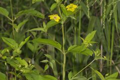 Fringed Loosestrife, Lysimachia ciliata