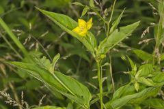 Fringed Loosestrife, Lysimachia ciliata