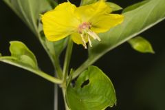 Fringed Loosestrife, Lysimachia ciliata