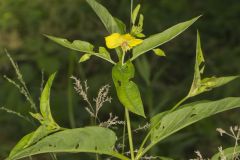 Fringed Loosestrife, Lysimachia ciliata