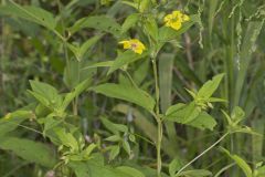 Fringed Loosestrife, Lysimachia ciliata