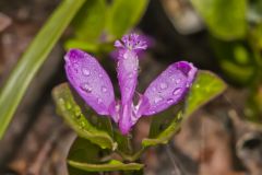 Fringed Polygala; Polygala paucifolia