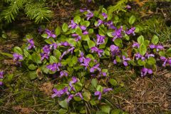 Fringed Polygala; Polygala paucifolia