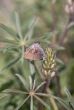 Frosted Elfin, Callophrys irus