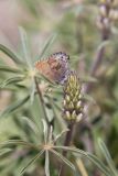 Frosted Elfin, Callophrys irus