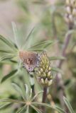 Frosted Elfin, Callophrys irus