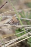 Frosted Elfin, Callophrys irus