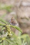 Frosted Elfin, Callophrys irus