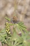 Frosted Elfin, Callophrys irus