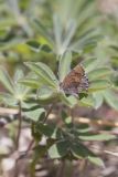Frosted Elfin, Callophrys irus