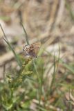 Frosted Elfin, Callophrys irus