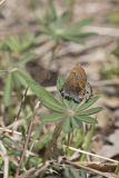 Frosted Elfin, Callophrys irus