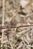 Frosted Elfin, Callophrys irus