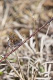 Frosted Elfin, Callophrys irus