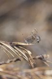 Frosted Elfin, Callophrys irus
