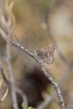 Frosted Elfin, Callophrys irus