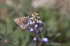 Frosted Elfin, Callophrys irus