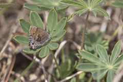 Frosted Elfin, Callophrys irus