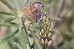 Frosted Elfin, Callophrys irus