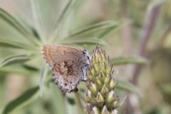 Frosted Elfin, Callophrys irus