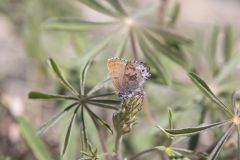 Frosted Elfin, Callophrys irus