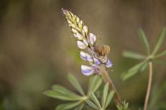 Frosted Elfin, Callophrys irus