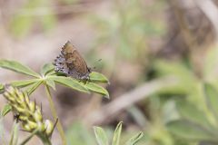 Frosted Elfin, Callophrys irus