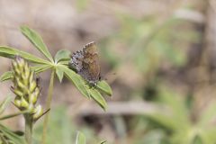 Frosted Elfin, Callophrys irus