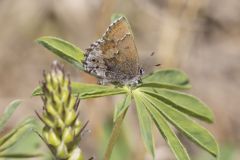 Frosted Elfin, Callophrys irus