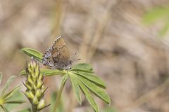 Frosted Elfin, Callophrys irus