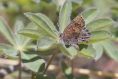 Frosted Elfin, Callophrys irus