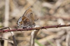 Frosted Elfin, Callophrys irus