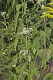 Frostweed, Verbesina virginica