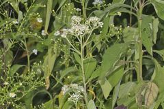 Frostweed