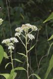 Frostweed, Verbesina virginica