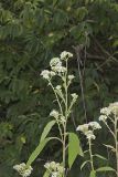 Frostweed, Verbesina virginica
