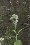 Frostweed, Verbesina virginica
