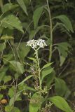 Frostweed, Verbesina virginica