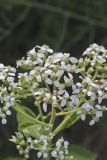 Frostweed, Verbesina virginica