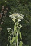 Frostweed, Verbesina virginica