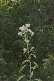 Frostweed, Verbesina virginica