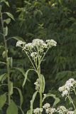 Frostweed, Verbesina virginica