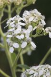 Frostweed, Verbesina virginica
