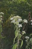 Frostweed, Verbesina virginica