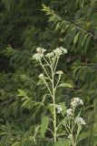Frostweed, Verbesina virginica