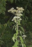 Frostweed, Verbesina virginica