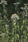 Frostweed, Verbesina virginica