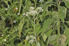 Frostweed, Verbesina virginica