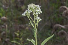 Frostweed, Verbesina virginica