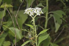 Frostweed, Verbesina virginica
